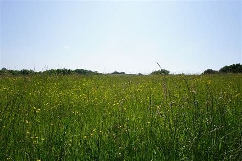 Wiese Blumen Feld Kostenloses Foto Auf Pixabay Pixabay