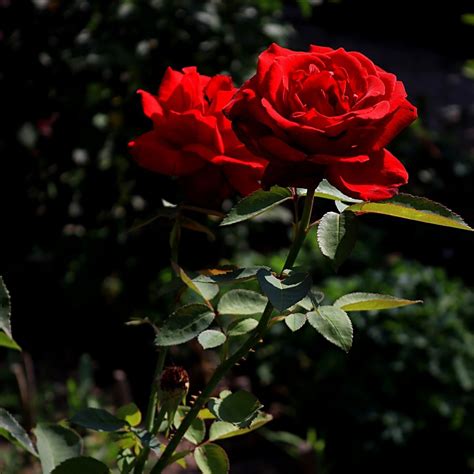 Beautiful Red Rose Flower Picture | Best Flower Site