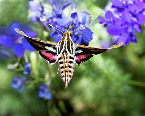 Horned Moth By Scott Cordell Moth Scott Instagram Frame