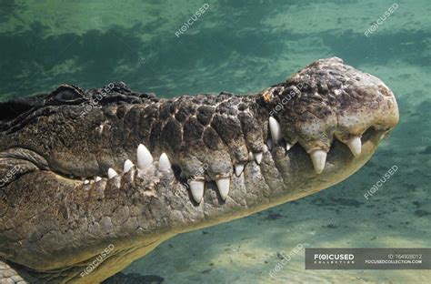 Saltwater Crocodile Underwater — during, natural - Stock Photo | #164928012