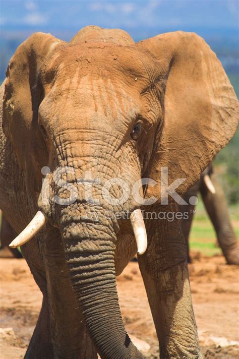 Elephant Close Up Stock Photo Royalty Free Freeimages