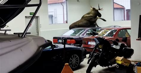 Two classic BMWs damaged by moose on the loose in dealership | CarExpert