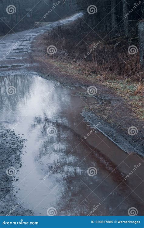 Dirt Road And Puddle With Rainwater Leading Into Dark Forest Stock