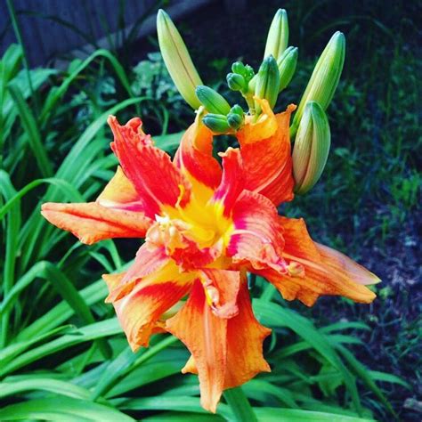 Double Orange Daylily Day Lilies Orange Flowers Orange