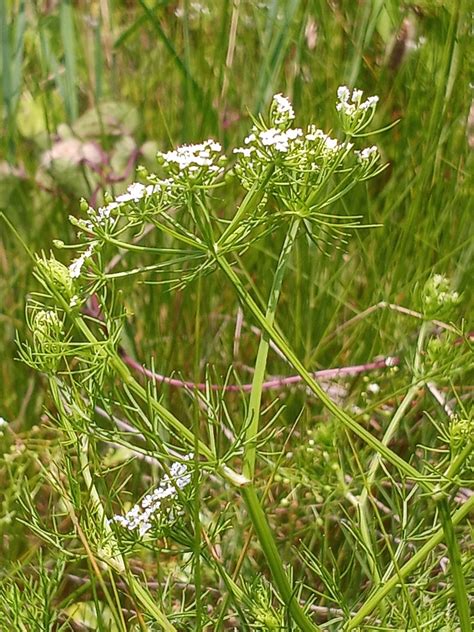 Maryland Biodiversity Project Mock Bishop S Weed Ptilimnium Capillaceum