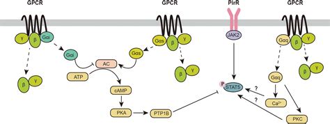 Frontiers Regulation Of The Jak Stat Pathway By Signaling Molecules