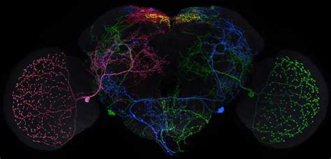 Team Releases Fruit Fly Brain Images For Neuroscience Research