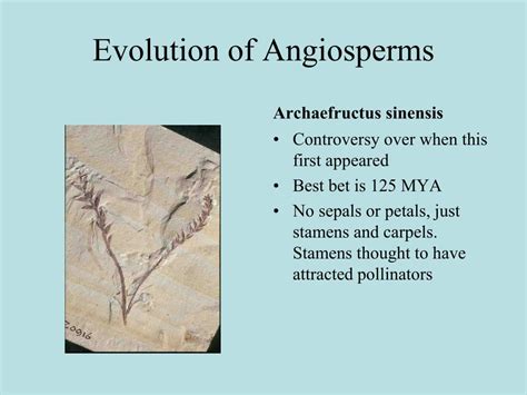 Ppt Evolution Of Angiosperms Powerpoint Presentation Free Download Id7067262