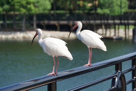 Cranes Roost Park Newtoorlando™