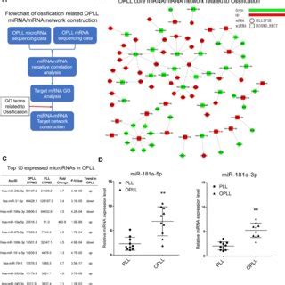 Mir A P Modulate The Promoter Histone Modification Level Of Osx And