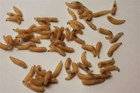 Blowfly Maggots Pupae Adults Blades Biological Ltd Kent