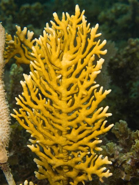 Fire Coral: An Underwater Flame With a Sting - Ocean Info