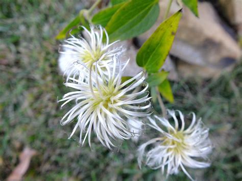 Banco De Imagens Natureza Flor Plantar Branco Flor Produzir