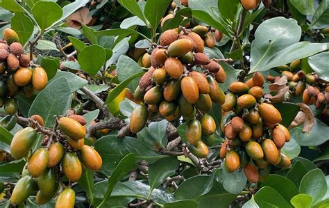 Karaka berries can be fatal to dogs
