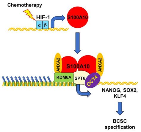 Jci Chemotherapy Induced S A Recruits Kdm A To Facilitate Oct