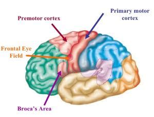 Premotor Cortex - MedFriendly.com