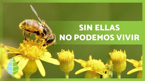 La Importancia De Las Abejas 🐝 ¿sin Ellas MorirÍamos ¡descÚbrelo