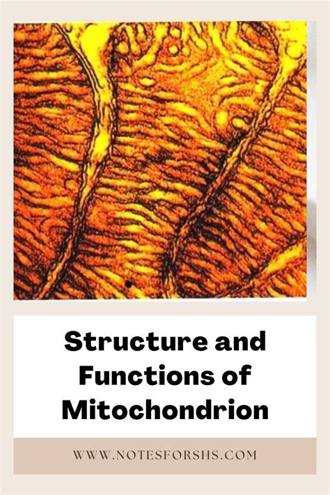 Structure and Functions of Mitochondrion | Cell biology, Cellular ...