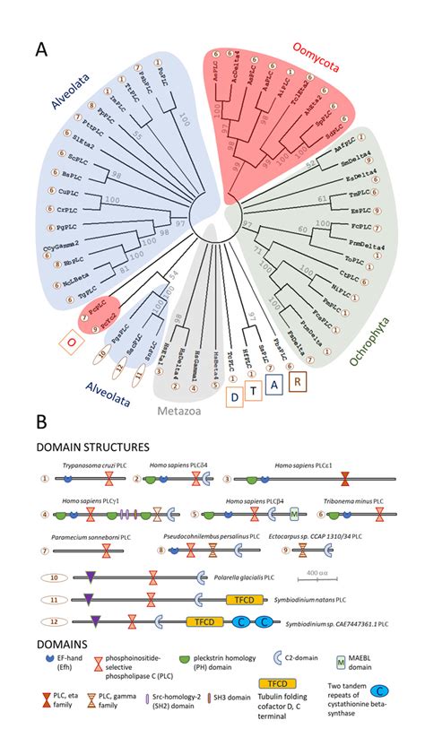 Phylogeny And Protein Domain Architectures Of Pi Plc Proteins From