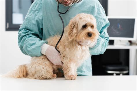 Check Up Veterinário Em Cachorros Medicilab Diagnostico VeterinÁrio