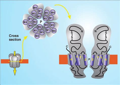 The nicotinic acetylcholine receptor. The pentameric structure of the ...