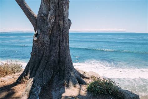 Free Images Sea Coast Tree Water Nature Rock Shore Vacation