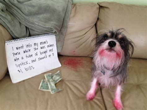 » Dog Shaming