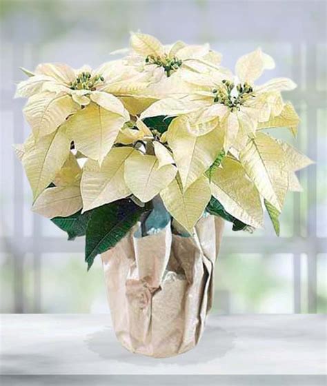 White Poinsettia -Farm Fresh | Avas Flowers