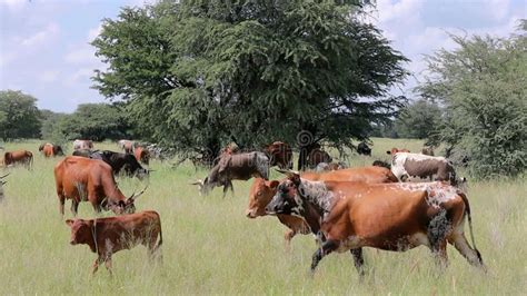 Free Range Milk Cows Grazing On Green Farm Pasture Feeding Of Cattle