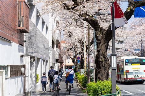 東京都賞櫻景點 櫻花隧道「中野通」 攝影板 Dcard