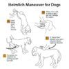 Every Dog Owner Needs To Know The Doggy Heimlich Maneuver