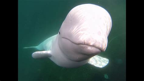 Beluga Whale Returns A Kayakers Dropped GoPro | Post animal, Sleeping ...