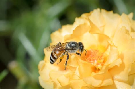 Bee Longing In Your Garden 5 Bee Attracting Flowers