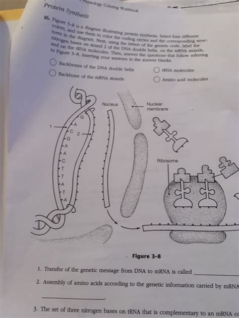 Protein Synthesis 16. Figure 3-8 is a diagram tures | Chegg.com 