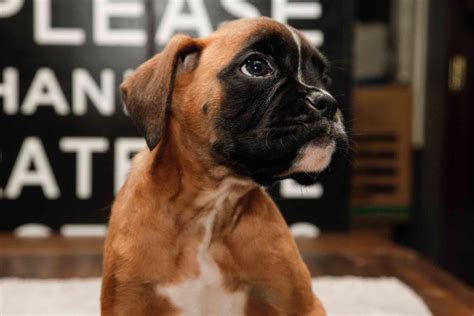 Family European Boxers - Boxer Puppies for Sale in San Bernardino, CA ...