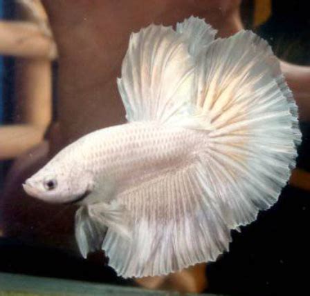 White Betta Fish White Betta Fish - BETTAKART.com