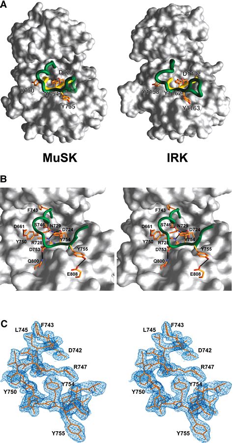 Crystal Structure Of The Musk Tyrosine Kinase Structure