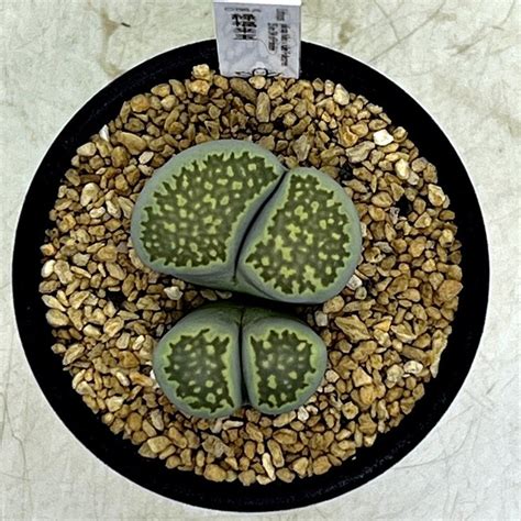 Yahoo オークション Lithops julii ssp fulleri v fulleri Fullerg