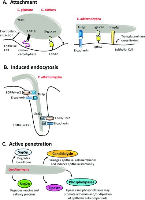 Interactions Of C Albicans With Host Epithelial Cells A C Albicans