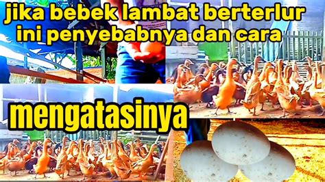 Jika Bebek Lambat Bertelur Ini Penyebabnya Dan Cara Mengatasinya YouTube