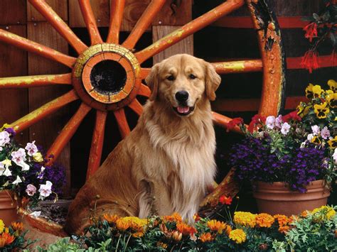 Golden Retriever wallpaper | 1600x1200 | #40639