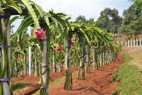 Cara Menanam Buah Naga Di Kebun Dan Pot Lengkap Ozym Blog