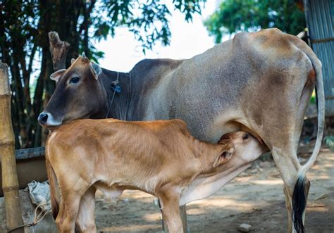 Premium Photo | A calf drinking milk from a cow in a rural village ...