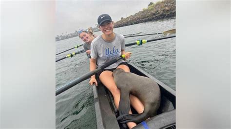 California Sea Lion Hops Into Ucla Rowers Boat Ktvu Fox 2