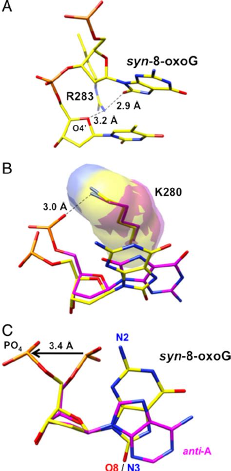 Ternary Complex Crystal Structure With Syn 8 Oxog In The Template