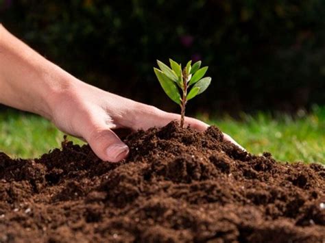 Cuál es la mejor epoca para abonar los frutales Mejora la producción