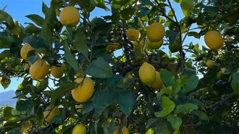 Cómo acelerar la producción de frutos del limonero Sigue estos