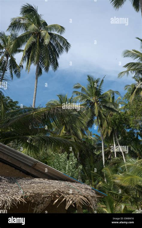 Coconut Palm Trees Lush Green Jungle Garden And Sky In Remote Location