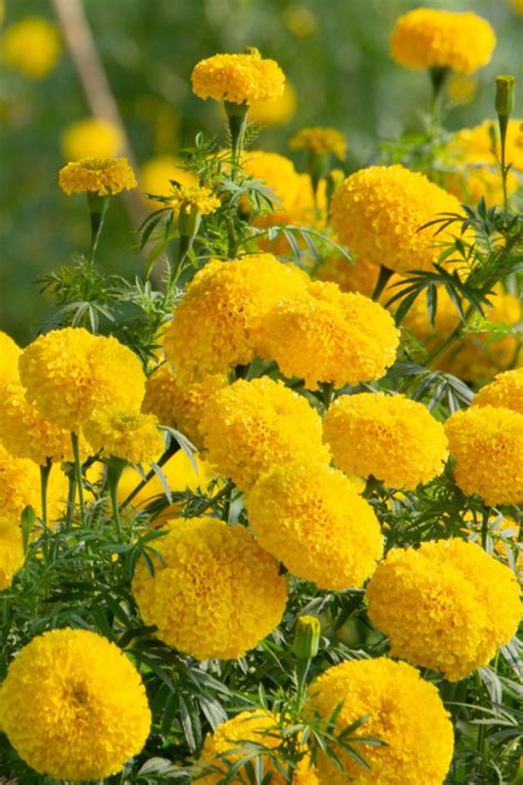 How To Fertilize Marigolds Secrets To Keep Marigolds Blooming