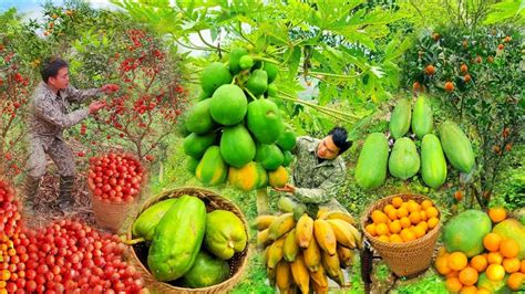 Full Video 60 Days Of Harvesting Fruits Harvesting Oranges Papayas